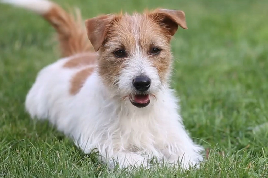 Decoding Canine Cognition